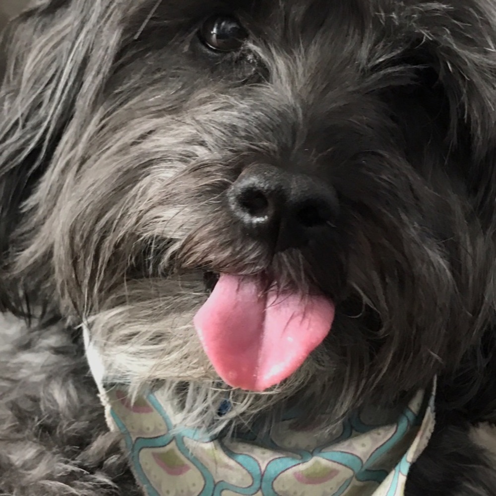 Meet your Posher, Shane